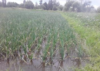 Agro maulino registra daños en frutas y hortalizas: 800 Agricultores afectados por lluvias