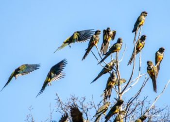 Municipalidad de Colbún y Fundación Putagán Libre trabajan por la conservación del loro Tricahue