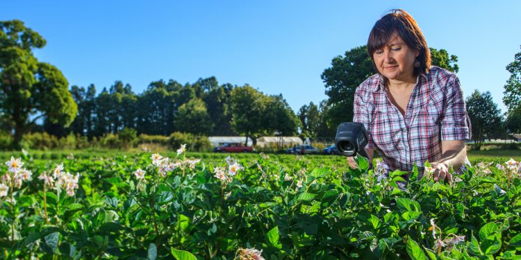 Desarrollan nuevas variedades comerciales de papas resistentes al estrés hídrico