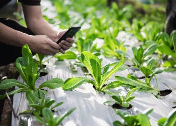 Convocatoria repartirá $4 mil millones para apoyar las mejores soluciones de innovación en el agro