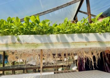 Académicos UTalca desarrollarán huertos empleando agricultura vertical de bajo costo