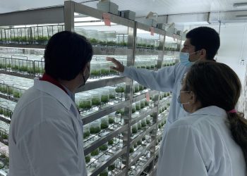 Más de 40 mil plantas de cerezo certificadas por el SAG fueron exportadas a Argentina