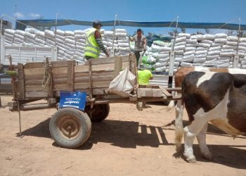 Casi 10 mil sacos de alimento para ganado entregó Agricultura en provincia de Curicó