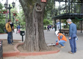 Municipalidad de Curicó realiza estudio del estado de los árboles de la plaza de armas