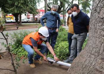 Sacarán preventivamente roble americano de la Plaza de Armas de Curicó debido a su deterioro
