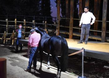 Inaugurado el primer Centro de Equinoterapia gratuito en el Maule