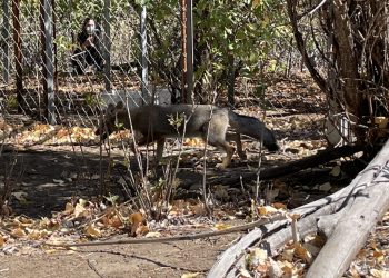 Liberados últimos 2 ejemplares huérfanos de zorro chilla en la cordillera de San Clemente