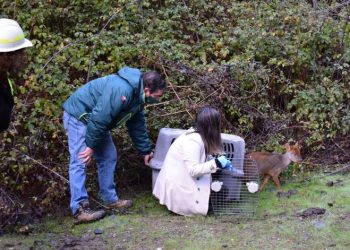 Pudú rescatado y rehabilitado es liberado en Área de Alto Valor de Conservación