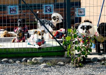 En operaciones moderno Centro Veterinario Municipal de Curicó