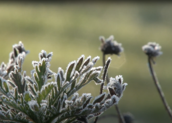 Expertos proyectan heladas de hasta -7°C durante este invierno; Estiman que habrá alzas en precio de hortalizas