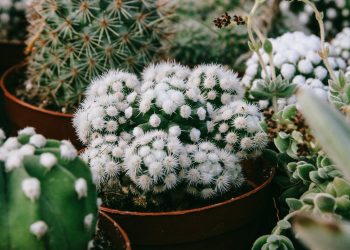 Conozca cuáles plantas de bajo consumo de agua son ideales para tener en el hogar