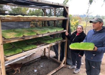 Prodesal Pencahue ejecuta proyecto de forraje verde para paliar sequía