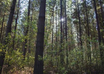 Chile tendrá el primer bosque iluminado de Latinoamérica