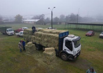 Municipalidad de Colbún entregó fardos a más de mil agricultores