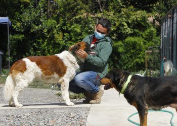 La completa labor que realizan la oficina de Protección Animal de Curicó y su Centro Veterinario Municipal