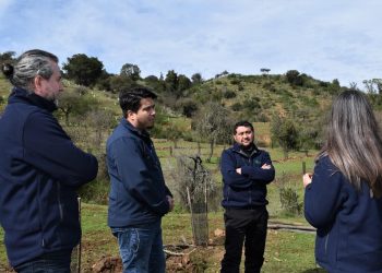 Conaf inicia plan de reforestación en Curicó con árboles nativos