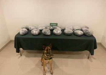 Ejemplar canino de Carabineros detectó 16 kilos de marihuana en Ruta 5 Sur