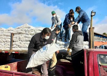 Indap finalizó entrega de alimentación animal de emergencia por nevazones