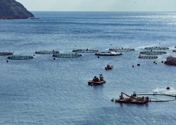 Mercado de proveedores de la industria salmonera aumentó 42% tras la digitalización de la cadena de abastecimiento