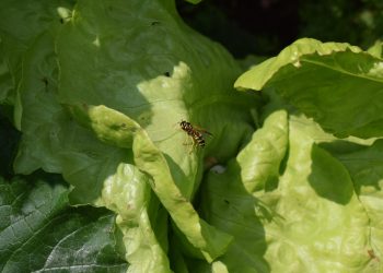 ¿Cómo afectan las altas aplicaciones de insecticidas a la biodiversidad?