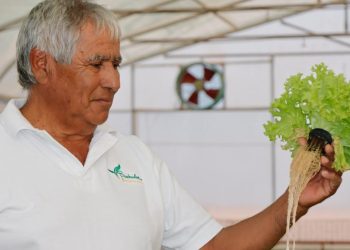 Investigadores desarrollan sistema que permite remover metales pesados del agua para riego de cultivos en base al uso de microalgas
