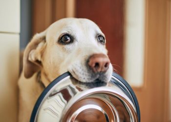 ¿Pueden las mascotas comer empanadas, longanizas o huesos en Fiestas Patrias?: