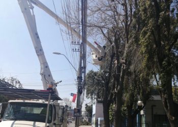 Importante avance de podas programadas por CGE en el Maule Norte