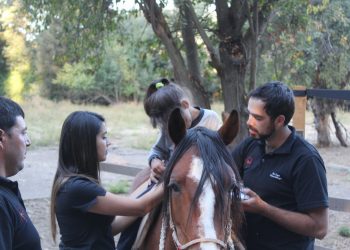 Con peña folclórica y plato único: Agrupación de Hipoterapia Colbún busca reunir fondos para financiar actividades de rehabilitación de niños y niñas