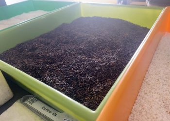ÓNIX INIA: La primera variedad chilena de arroz negro