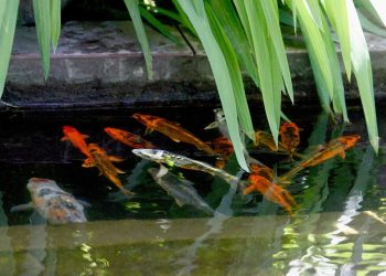 Nuevos peces en la pileta central de la plaza de Armas de Curicó: Ojalá no se los roben