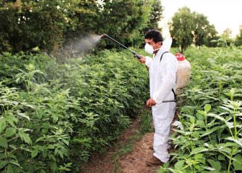 El aporte de los hongos entomopatógenos en el control de una de las principales plagas de berries del país