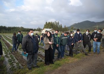 Gobierno Regional del Maule aprobó $2.788 millones para los pequeños frutilleros de la región