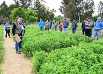 Más de 600 productores en día de campo de INIA en Cauquenes