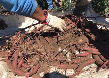Camote más austral del mundo se estudia en Chile: la nueva alternativa para la agricultura familiar campesina
