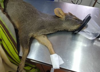Comienzan rescates de fauna por incendios forestales