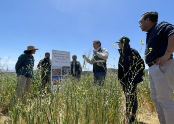 SAG inspecciona pradera en el secano interior y costero