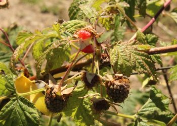 Levantarán catastro para medir daño en plantaciones de berries
