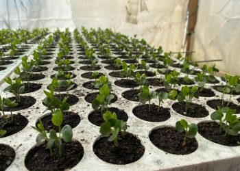 Programa de Arborización de CONAF superó la meta de entrega y donó más de 21 mil árboles en el Maule