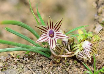 Descubren dos nuevas plantas endémicas en Rauco y Lampa emparentadas con la cebolla y el ajo