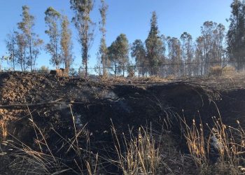 Un detenido en Cauquenes por incendio forestal