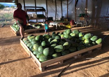 Agricultor de Pencahue ofrece sandías de calidad garantizada a mil pesos
