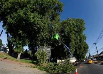 Municipio realizó poda de árboles en acceso suroriente de Curicó