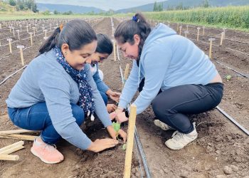 “Más chileno que los porotos”: Proyecto examina especie local de legumbres