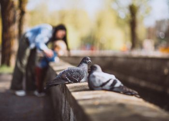 Influenza Aviar en Chile: cuidados y recomendaciones para no exponerse al virus