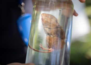 Autoridad Sanitaria da a conocer las medidas de prevención de Hantavirus