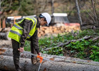 Sector forestal maulino se abre como nuevo y amplio campo de trabajo para las mujeres
