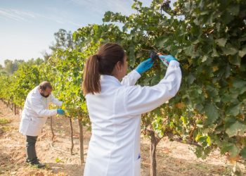 Viña Concha y Toro inicia en Pencahue plantación de viñedo preparado para el cambio climático