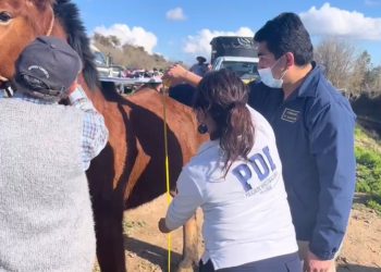 PDI ha detectado 38 delitos de maltrato animal en últimos dos años en la Región del Maule