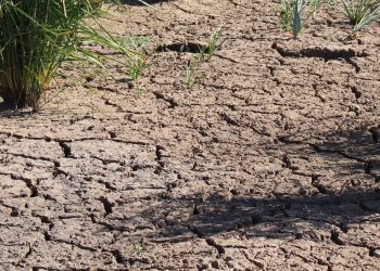 INIA presentará instrumento de predicción de sequía agrícola en seminario de la especialidad