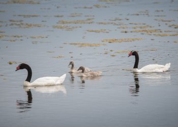 Registran récord de Cisnes de cuello negro en la Reserva Nacional Laguna Torca